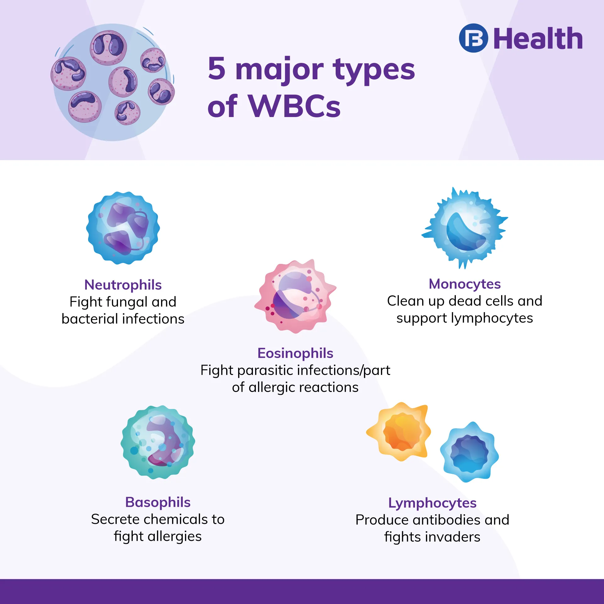 Everything You Need To Know About WBC Count