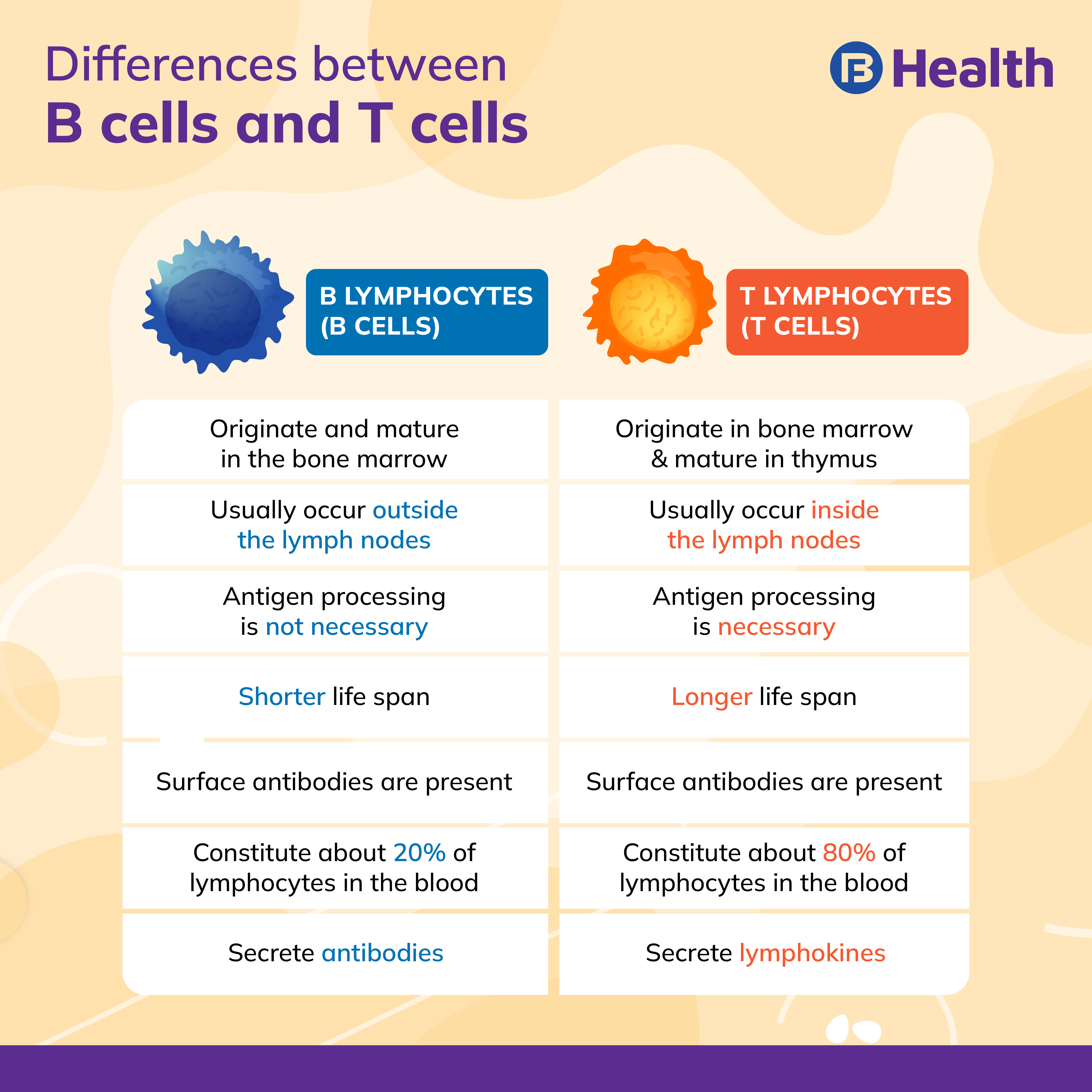 difference in B cells and T cells