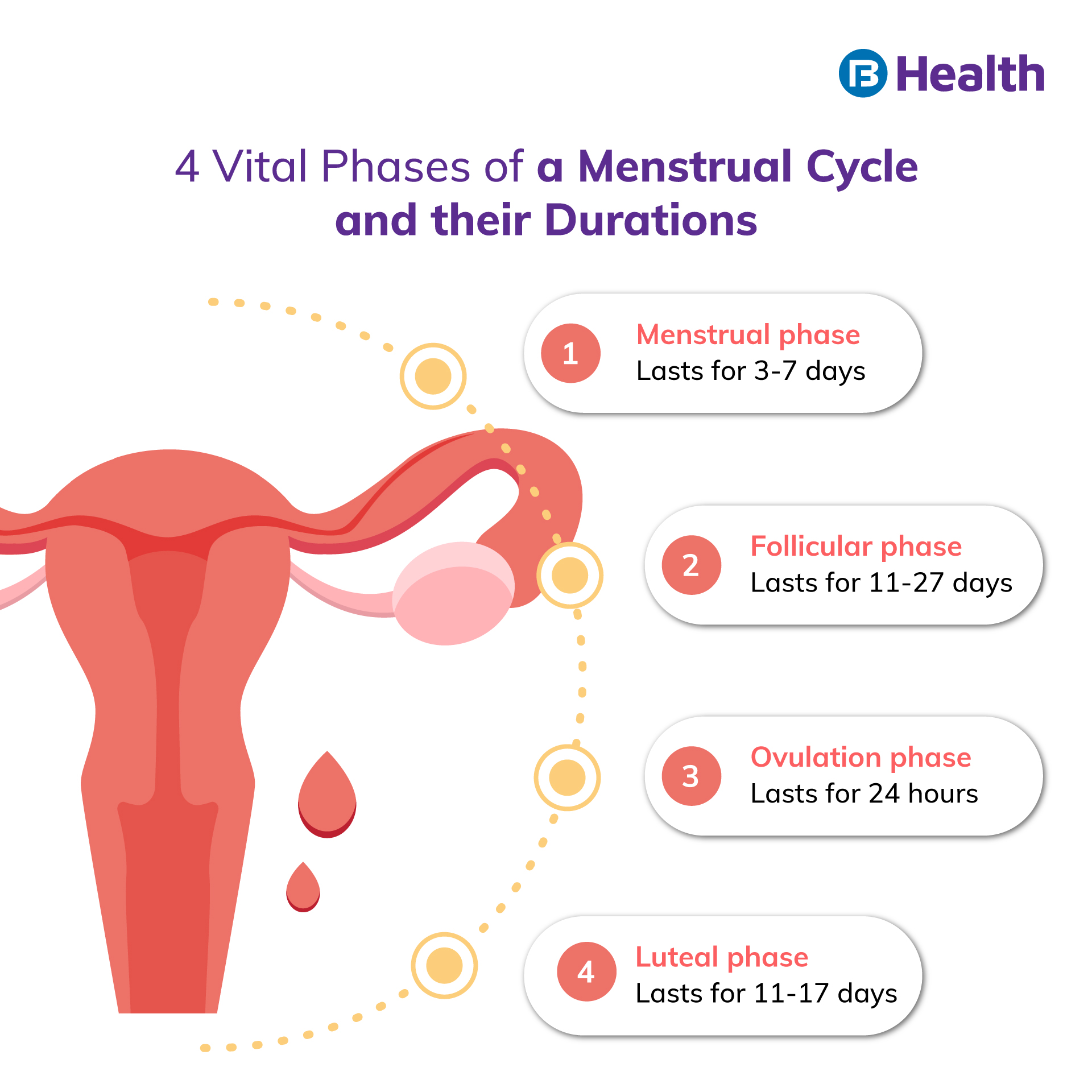 Understand What is Ovulation : Process , Symptoms