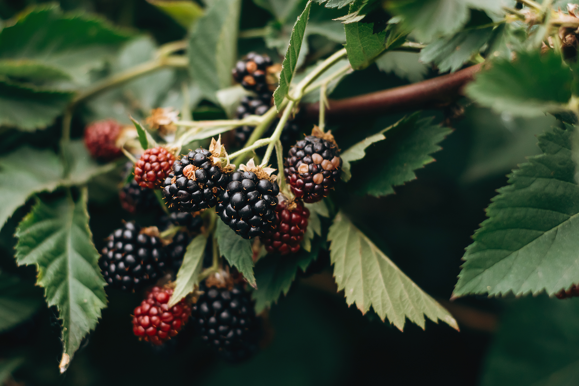 7 Amazing Blackberries Benefits Your Health Lifestyle