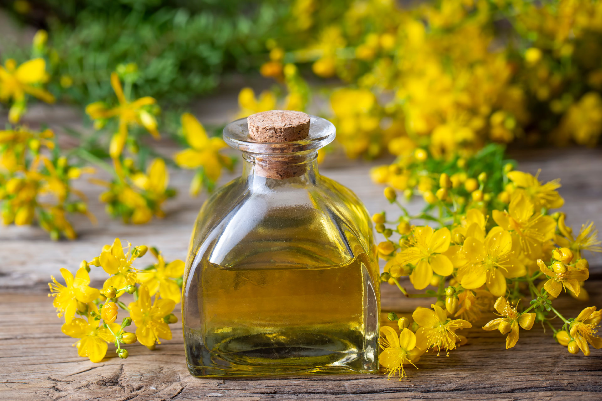 St. John’s Wort: Ingredients, Uses, Benefits, Precautions