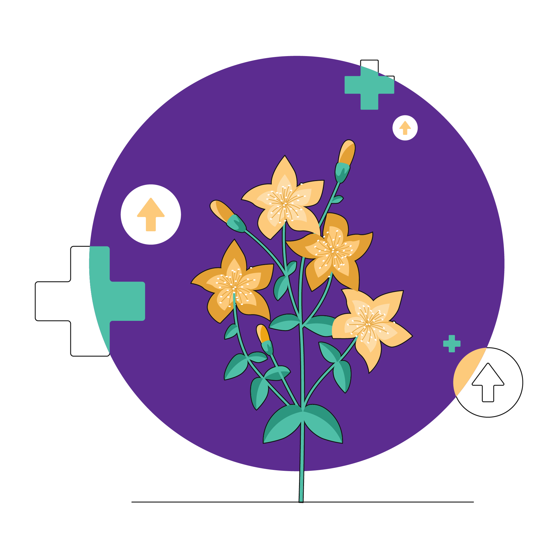 St. John’s Wort Ingredients, Uses, Side Effects, Dosage