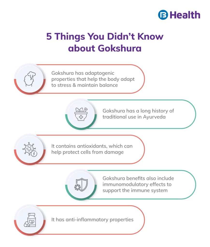 Gokshura Benefit infographic